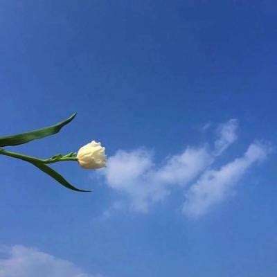 手游今日大明星单机版下载